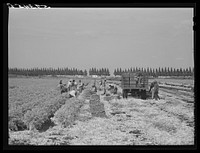 [Untitled photo, possibly related to: Migratory laborers cutting celery. Belle Glade, Florida]. Sourced from the Library of Congress.