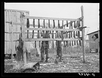[Untitled photo, possibly related to: Spanish trapper hanging muskrats up to dry their fur before skinning. Stretching and drying the pelt follows this. His camp is in the marshes nearby. Delacroix Island, Saint Bernard Parish, Louisiana]. Sourced from the Library of Congress.