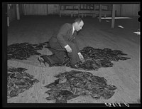 [Untitled photo, possibly related to: Fur buyer from New Orleans examining one of the muskrat pelts before they have finished grading them. At an auction sale held in a dance hall on Delacroix Island, Saint Bernard Parish, Louisiana]. Sourced from the Library of Congress.