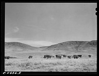 [Untitled photo, possibly related to: Purebred Hereford cows and cattle purchased with a FSA (Farm Security Administration) loan by a FSA borrower in Laredo, Montana]. Sourced from the Library of Congress.