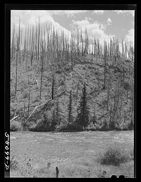 Results of forest fires in Glacier National Park, Montana. Sourced from the Library of Congress.