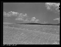 Stacks of wheat harvested with a binder near Havre, Montana. Sourced from the Library of Congress.