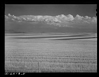 Contour ploughing and strip cropping of wheat fields just north of Great Falls, Montana. Sourced from the Library of Congress.