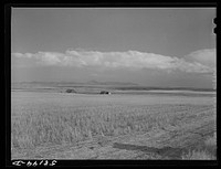 Combined wheat fields and ranch house and barn just north of Great Falls, Montana. Sourced from the Library of Congress.