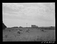 Wheat fields on farm north of Williston, near Grenora, North Dakota. Sourced from the Library of Congress.