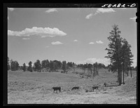 Hereford cattle (range) on Lyman Brewster's lease near Lame Deer, Montana. Sourced from the Library of Congress.