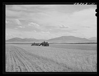 Cutting clustered wheat grass with old binder drawn by four-horse team. Judith Basin, Montana. Sourced from the Library of Congress.