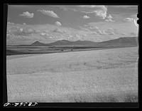 Fields of uncut wheat northwest of Great Falls, Montana. Sourced from the Library of Congress.