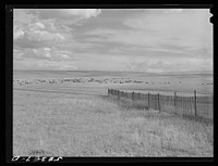 Sheep grazing, snow fence in foreground, northwest of Great Falls, Montana. Sourced from the Library of Congress.