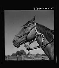 [Untitled photo, possibly related to: Horse in the corral. Quarter Circle U, Brewster-Arnold Ranch Company. Briney, Montana]. Sourced from the Library of Congress.