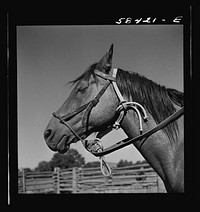 [Untitled photo, possibly related to: Horse in the corral. Quarter Circle U, Brewster-Arnold Ranch Company. Briney, Montana]. Sourced from the Library of Congress.