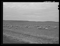 [Untitled photo, possibly realted to: Sheep being driven to the bedding ground in the evening while pasturing on high summer range. Northwest of Great Falls, Montana.]. Sourced from the Library of Congress.
