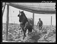 Cultivating shade tobacco covered by "fields" of cheesecloth to protect it from the sun. Near Hartford, Connecticut. Sourced from the Library of Congress.