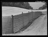 Shade tobacco covered by "fields" of cheesecloth to protect it from the sun and some insects. Near Hartford, Connecticut. Sourced from the Library of Congress.