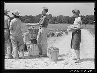 Weighting baskets of beans picked by day laborers from nearby towns. Seabrook Farms, Bridgeton, New Jersey. Sourced from the Library of Congress.