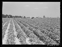 Day laborers to pick stringbeans are bought by trucks from nearby towns. Some even come in their own cars from Philadelphia to work at Seabrook Farms. Bridgeton, New Jersey. Sourced from the Library of Congress.