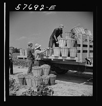 Loading truck with beans picked by day laborers from nearby towns. The truck takes them to the Birdseye freezing plant. Seabrook Farms, Bridgeton, New Jersey. Sourced from the Library of Congress.