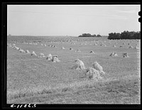 Stacks of wheat which has been harvested with a binder and is ready for threshing. On farm along highway just south of Madison, Wisconsin. Sourced from the Library of Congress.