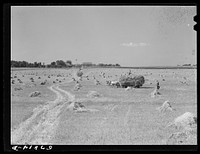 [Untitled photo, possibly related to: Wagons hauling wheat which has been harvested with a binder to the barnyard for threshing on a farm near Madison, Wisconsin]. Sourced from the Library of Congress.