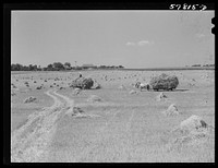 Wagons hauling wheat which has been harvested with a binder to the barnyard for threshing on a farm near Madison, Wisconsin. Sourced from the Library of Congress.