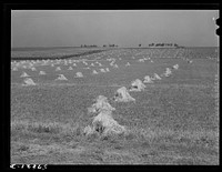 Stacks of wheat which has been harvested with a binder and is ready for threshing on farm along highway just south of Madison, Wisconsin. Sourced from the Library of Congress.
