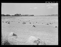 Stacks of wheat which has been harvested with a binder and is ready for threshing on a farm near Madison, Wisconsin. Sourced from the Library of Congress.