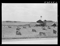 Stacks of wheat in front of barn with silo and windmill  and cornfield in left background. Near Madison, Wisconsin. Sourced from the Library of Congress.