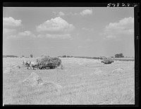 Wagons hauling wheat which has been harvested with a binder, to the barnyard for threshing on a farm near Madison, Wisconsin. Sourced from the Library of Congress.