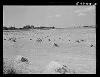 [Untitled photo, possibly related to: Stacks of wheat which has been harvested with a binder and is ready for threshing on a farm near Madison, Wisconsin]. Sourced from the Library of Congress.