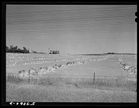 [Untitled photo, possibly related to: Stacks of wheat which has been harvested with a binder and is ready for threshing on farm along highway just south of Madison, Wisconsin]. Sourced from the Library of Congress.