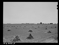 [Untitled photo, possibly related to: Stacks of wheat in field with town and grain elevators on distant horizon. Red River Valley. North Dakota]. Sourced from the Library of Congress.