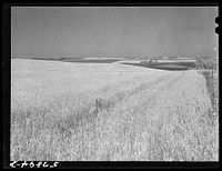 Wheat fields and ranch buildings near Williston, North Dakota. Sourced from the Library of Congress.