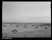 [Untitled photo, possibly related to: Stacks of grain near Williston, North Dakota]. Sourced from the Library of Congress.