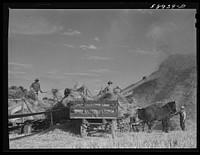 Threshing wheat on Beerman's ranch at Emblem, Wyoming. He has about 160 acres (quarter section), about forty-three in wheat, the rest in oats, beans, and alfalfa.  This year he is getting between fifty-five and sixty bushels per acre, whereas ordinarily he gets about forty bushels wheat per acre.  He has lived on the place forty years and owned it for the past twenty.. Sourced from the Library of Congress.