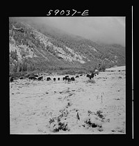 [Untitled photo, possibly related to: Cattle feeding near ranch house after early fall blizzard in the mountains near Aspen, Colorado]. Sourced from the Library of Congress.