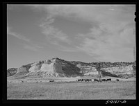 [Untitled photo, possibly related to: Cattle near water hole on grazing land near Scottsbluff, Nebraska]. Sourced from the Library of Congress.