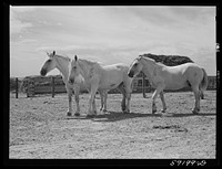 [Untitled photo, possibly related to: Work horses belonging to Scottsbluff Farmsteads cooperative enterprise. FSA (Farm Security Administration) project. Scottsbluff, Nebraska]. Sourced from the Library of Congress.