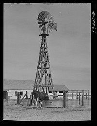 Purebred Holstein cow drinking in front of dairy barn. Scottsbluff Farmsteads cooperative enterprise. FSA (Farm Security Administration) project. Scottsbluff, Nebraska. Sourced from the Library of Congress.