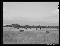 Cattle on the range. Near Buford, Wyoming. Sourced from the Library of Congress.