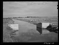 [Untitled photo, possibly related to: Sheep grazing along irrigation canal. Scottsbluff, North Platte River Valley, Nebraska]. Sourced from the Library of Congress.