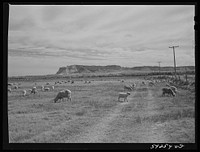 Sheep grazing on irrigated land. Scottsbluff in the background. North Platte River Valley, Nebraska. Sourced from the Library of Congress.