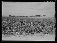 Sugar beets. Scottsbluff Farmsteads, FSA (Farm Security Administration) project. North Platte River Valley, Nebraska. Sourced from the Library of Congress.