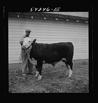 [Untitled photo, possibly related to: Winning Hereford steer at county fair. Mitchell, Nebraska]. Sourced from the Library of Congress.