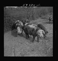 [Untitled photo, possibly related to: Pigs on Scottsbluff Farmsteads, FSA (Farm Security Administration) project. North Platte River Valley, Nebraska]. Sourced from the Library of Congress.