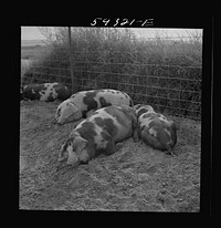 Pigs on Scottsbluff Farmsteads, FSA (Farm Security Administration) project. North Platte River Valley, Nebraska. Sourced from the Library of Congress.