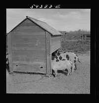 [Untitled photo, possibly related to: Pigs feeding on Scottsbluff Farmsteads, FSA (Farm Security Administration) project. North Platte River Valley, Nebraska]. Sourced from the Library of Congress.