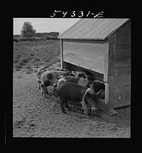 [Untitled photo, possibly related to: Pigs feeding on Scottsbluff Farmsteads, FSA (Farm Security Administration) project. North Platte River Valley, Nebraska]. Sourced from the Library of Congress.