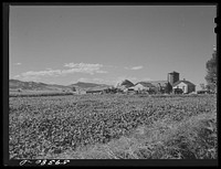 Sugar beets and ranch buildings near Fort Collins, Colorado. Sourced from the Library of Congress.