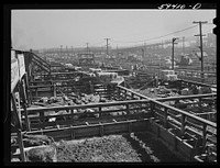 [Untitled photo, possibly related to: Cattle, mostly Herefords, for sale in Denver stockyards. Denver, Colorado]. Sourced from the Library of Congress.