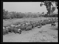 [Untitled photo, possibly related to: Purebred Hampshires feeding at the Two River Non-Stock Cooperative, a FSA (Farm Security Administration) co-op at Waterloo, Nebraska. There are 181 head of hogs, averaging 160 pounds. There are also 40 sows and 219 suckling pigs]. Sourced from the Library of Congress.